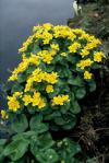 Caltha palustris - blatouch bahenní (PROVOBIS)