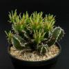 Euphorbia graniticola - pryšec, euforbie (BRÁZDA)