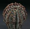 Euphorbia polygona - pryšec, euforbie (BRÁZDA)