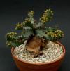 Euphorbia squarosa  - pryšec, euforbie (BRÁZDA)