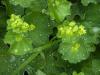 Kontryhel měkký - Alchemilla mollis