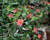 Euphorbia geroldii - pryšec, euforbie (BRÁZDA)