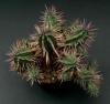 Euphorbia ferox - pryšec, euforbie (BRÁZDA)