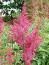 Trvalky do stínu: Astilbe - čechrava (TIP ZC CS)