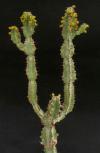 Euphorbia keithii - pryšec, euforbie (BRÁZDA)