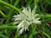 Allium schoenoprasum 'Corsican White' - pažitka bílá
