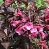 Weigela florida 'Alexandra' ® - vajgélie květnatá