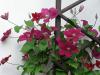 Clematis - plamének