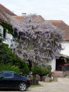 Popínavé rostliny na domě: vistárie - Wisteria