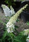 Buddleja davidii 'Reve de Papillon - White' - komule, motýlí keř