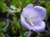 Campanula persicifolia 'Coerulea' - zvonek broskvolistý