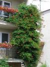 Campsis radicans - trubač kořenující