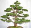 Cryptomeria japonica - kryptoméria japonská