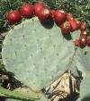 Opuntia compressa - opuncie poléhavá