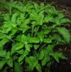 Stevia rebaudiana - stévie sladká