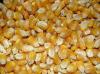 Zea mays convar. saccharata - kukuřice cukrová