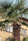 Trachycarpus fortunei - žumara ztepilá