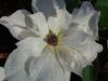 Clematis 'Beautiful Bride' - plamének