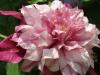 Clematis 'Patricia Ann Fretwell' - plamének