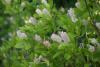 Clethra alnifolia - jochovec olšolistý (PROVOBIS)