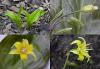 Jarní cibuloviny - poklady v cibulkách: Erythronium 'Pagoda' - kandík