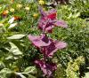 Neprávem zapomenutá jarní zelenina: Atriplex hortensis 'Rubra' - lebeda zahradní