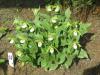 Cypripedium cordigerum - střevíčník