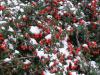 Rostliny s ozdobnými plody: Cotoneaster dammeri