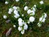 Leucojum vernum - bledule jarní