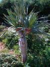 Dracaena draco - dračinec dračí