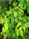 Carpinus betulus 'Fastigiata' - habr obecný