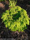Tsuga canadensis 'Jeddeloh' - jedlovec kanadský