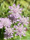 Scabiosa columbaria 'Pink mist' - hlaváč fialový