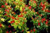 Papričky z květináčů: Capsicum annuum