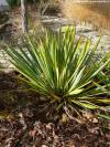 Yucca filamentosa 'Bright edge' - juka vláknitá