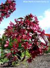 Malus 'Royalty' - okrasná jabloň
