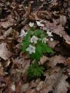 Isopyrum thalictroides - zapalice žluťuchovitá