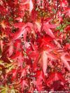 Liquidambar styraciflua 'Stared' - ambroň západní