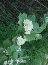 Sorbus aria - jeřáb muk: květy