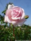 Rosa 'Wildeve' - růže stromková