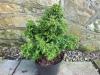Cryptomeria japonica 'Yokohama' - kryptomerie japonská