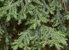 Tsuga canadensis - jedlovec kanadský