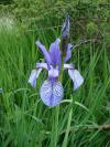 Iris sibirica - kosatec sibiřský