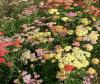 Achilea millefolium 'Summer Pastels' - řebříček obecný