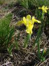Iris humilis subsp. arenaria - kosatec skalní písečný