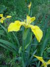 Iris pseudacorus - kosatec žlutý