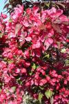 Malus x 'Scarlet' - okrasná jabloň