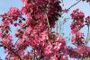 Malus 'Almey' - jabloň okrasná