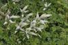 Aruncus aethusifolius - udatna