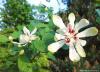 Calycanthus x 'Venus' - sazaník křížený